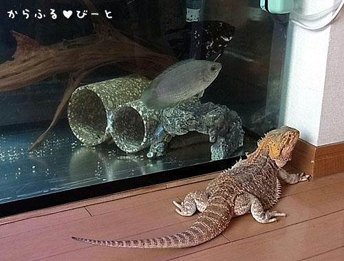 ちぇっ！これは食べられないのか・・・
