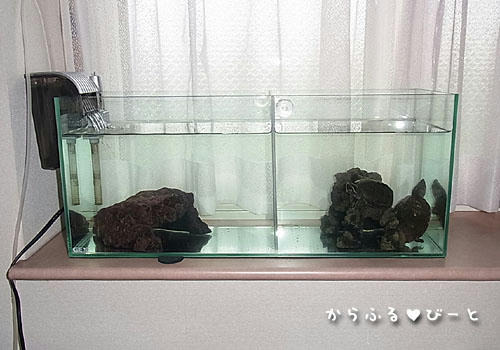 おニューなカメ水槽