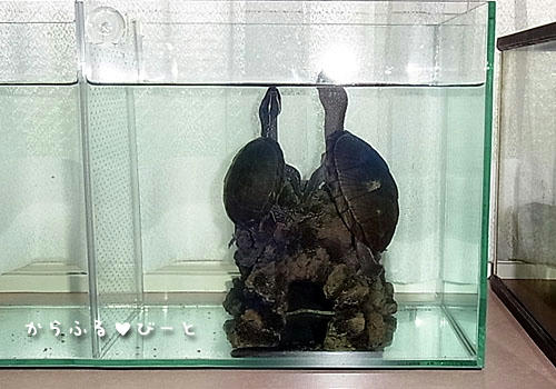 仲良く息継ぎ