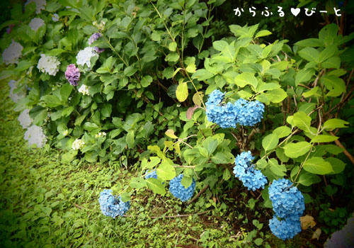 あじさいロード