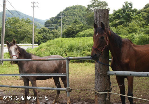 お馬の親子？