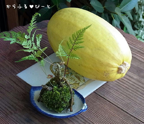 そうめんかぼちゃと苔玉