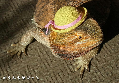 麦藁帽子でオシャレに♪