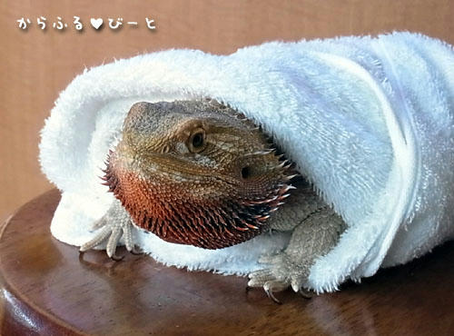 湯上りジャッキー