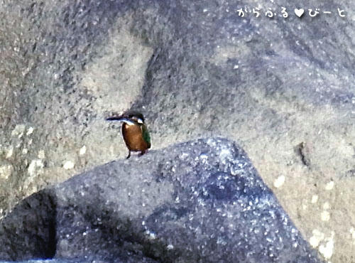 カワセミ