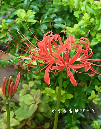 ベランダガーデンの彼岸花