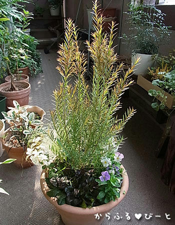 ティーツリーの寄せ植え