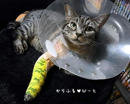 コ骨折したカゲトラ