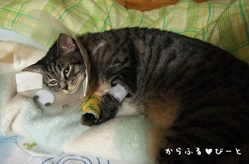 退院直後のトラ