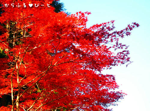 横谷峡の紅葉
