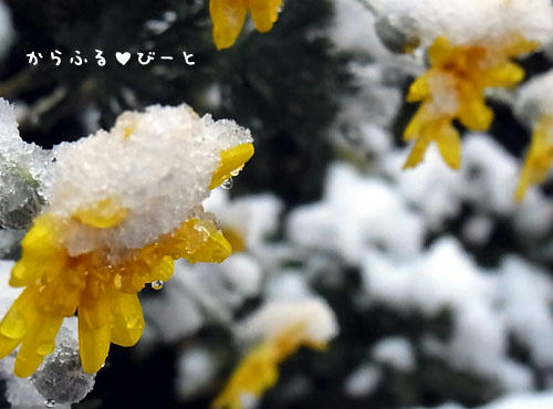 初雪2012