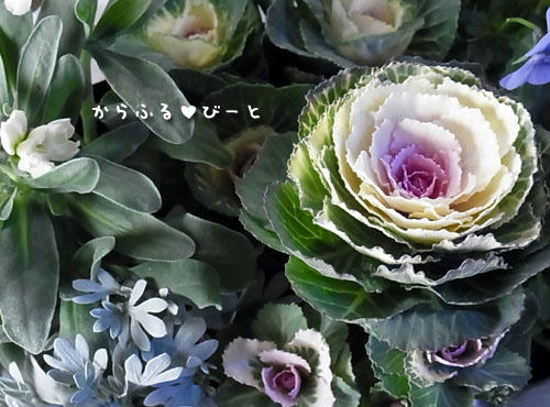 葉牡丹