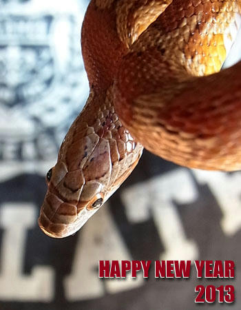 2013年賀