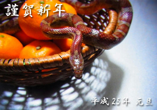 2013年賀