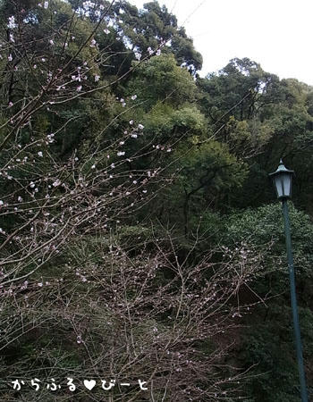 桜でしょうか？