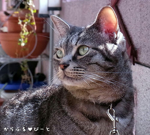 カゲトラ