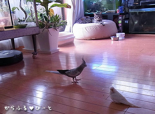 クラウド＆ノロイ
