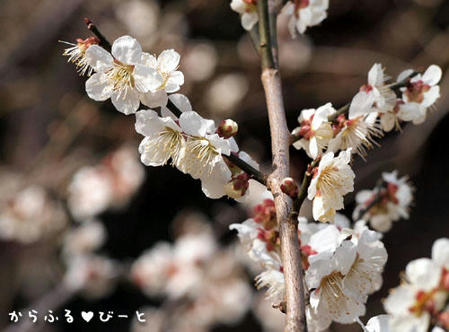 南部丘陵公園の梅