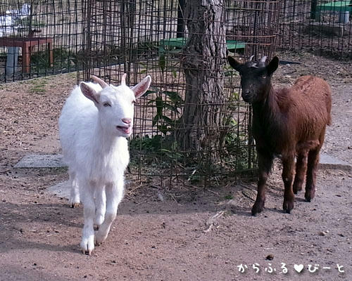 小動物園のヤギ達