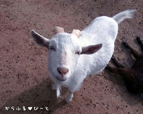 微笑む白ヤギさん
