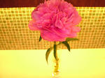 08a48971.JPG