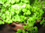 IMG_1978.JPG