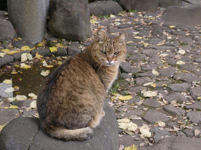 nekonirami.JPG