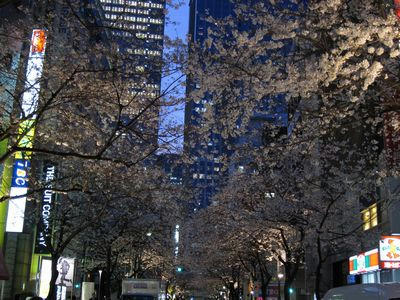 10sakuradavenyu.JPG