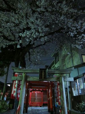 koikeyozakura.JPG
