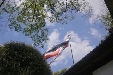 koinobori.JPG
