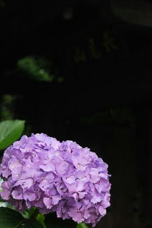 100619ajisai04.jpg