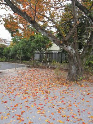 sakurahukiyose.JPG