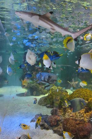 aquarium02.JPG