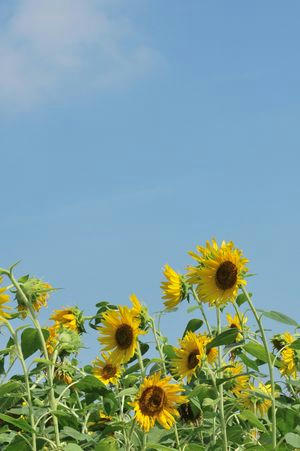 SunFlower.JPG