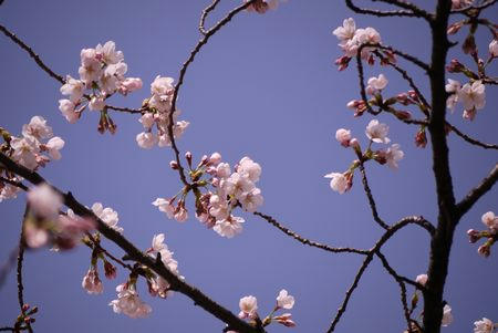 12sakura01.JPG