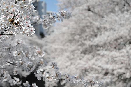 sakurakandagawa.JPG