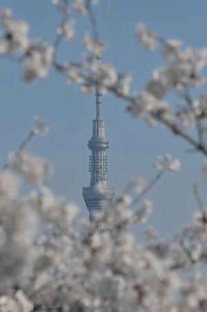 treesakura.JPG