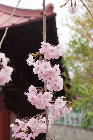 sakurakannon.JPG