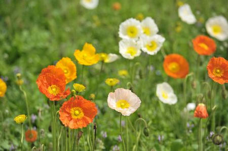 poppy2012.JPG