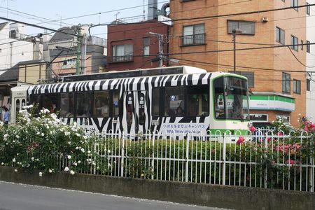 zebra.JPG