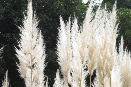 panpasgrass.JPG