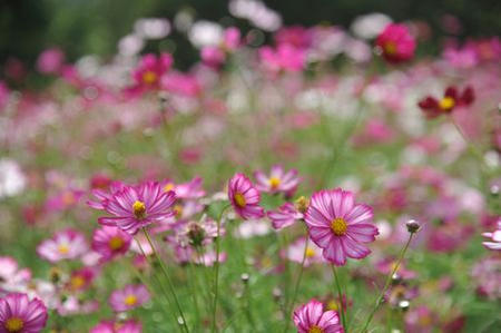 12cosmos01.JPG