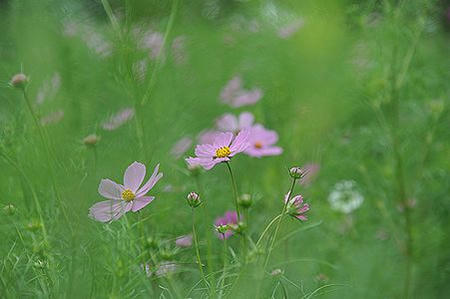 12cosmos02.JPG