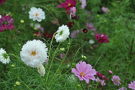 12cosmos05.JPG