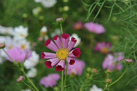 12cosmos04.JPG
