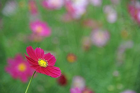 12cosmos07.JPG