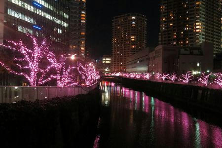 huyusakura1202.JPG