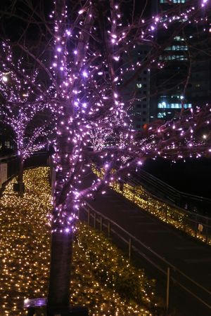 huyusakura1201.JPG