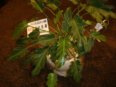 DSC02726.JPG