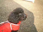 DSCF0020.JPG